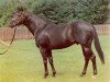stallion So Blessed xx (Thoroughbred, 1965, from Princely Gift xx)