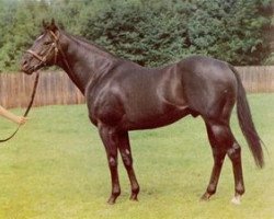 stallion So Blessed xx (Thoroughbred, 1965, from Princely Gift xx)