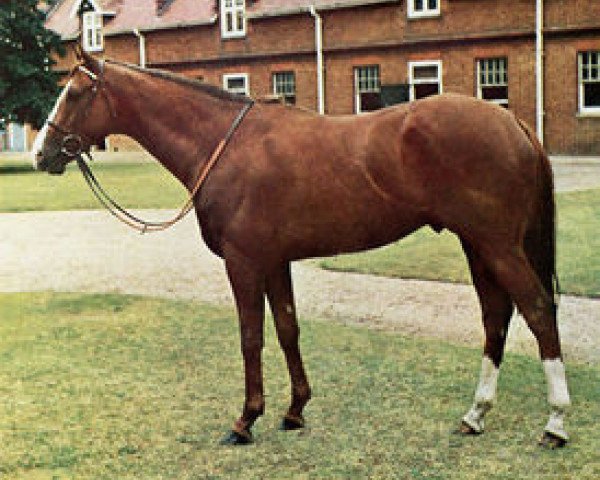 stallion Sharpen Up xx (Thoroughbred, 1969, from Atan xx)