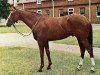 stallion Sharpen Up xx (Thoroughbred, 1969, from Atan xx)