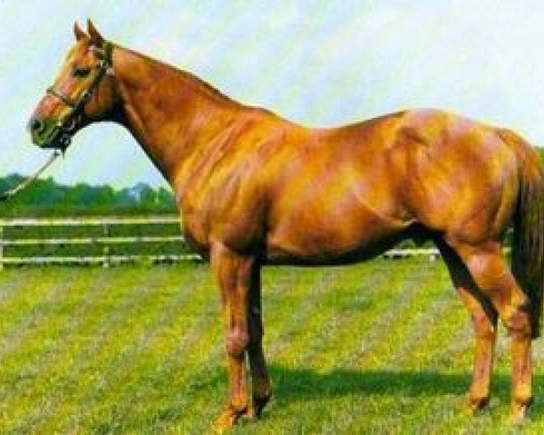 stallion Sharpo xx (Thoroughbred, 1977, from Sharpen Up xx)