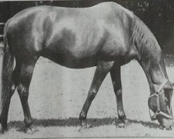 broodmare Kaiserwürde xx (Thoroughbred, 1945, from Bubbles xx)