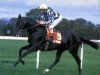 stallion Seattle Song xx (Thoroughbred, 1981, from Seattle Slew xx)