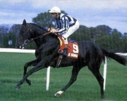 stallion Seattle Song xx (Thoroughbred, 1981, from Seattle Slew xx)