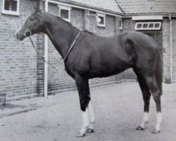 stallion Elopement xx (Thoroughbred, 1951, from Rockefella xx)