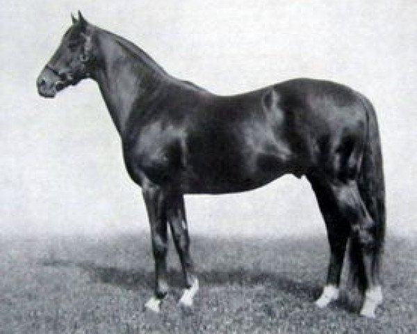 stallion Hyperion xx (Thoroughbred, 1930, from Gainsborough xx)