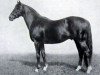 horse Hyperion xx (Thoroughbred, 1930, from Gainsborough xx)