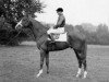 stallion Aureole xx (Thoroughbred, 1950, from Hyperion xx)