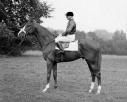 stallion Aureole xx (Thoroughbred, 1950, from Hyperion xx)