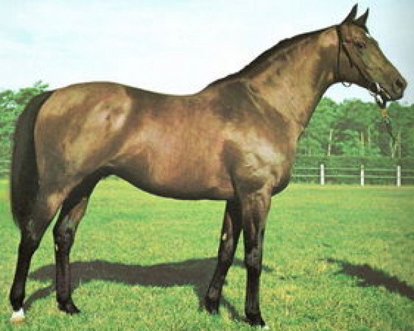 stallion Authi xx (Thoroughbred, 1970, from Aureole xx)