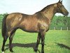 stallion Authi xx (Thoroughbred, 1970, from Aureole xx)