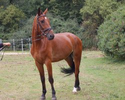 dressage horse Fin 13 (Westphalian, 2005, from Fuchsberger)