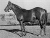 Pferd Nasrullah xx (Englisches Vollblut, 1940, von Nearco xx)