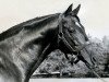 stallion Nasrullah xx (Thoroughbred, 1940, from Nearco xx)