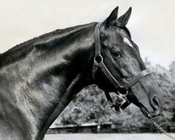 stallion Nasrullah xx (Thoroughbred, 1940, from Nearco xx)