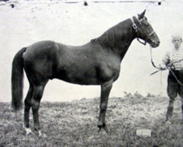 stallion Tristan xx (Thoroughbred, 1878, from Hermit xx)