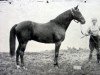 stallion Tristan xx (Thoroughbred, 1878, from Hermit xx)