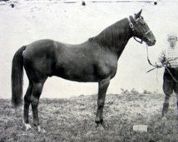 stallion Tristan xx (Thoroughbred, 1878, from Hermit xx)