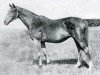 Pferd Scapa Flow xx (Englisches Vollblut, 1914, von Chaucer xx)