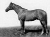 stallion Northfields xx (Thoroughbred, 1968, from Northern Dancer xx)
