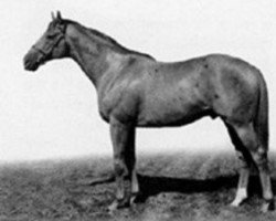 stallion Northfields xx (Thoroughbred, 1968, from Northern Dancer xx)