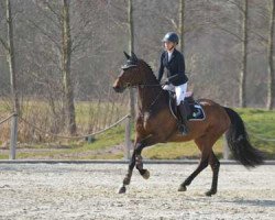 jumper Dorette W (Hanoverian, 2016, from Diarado)