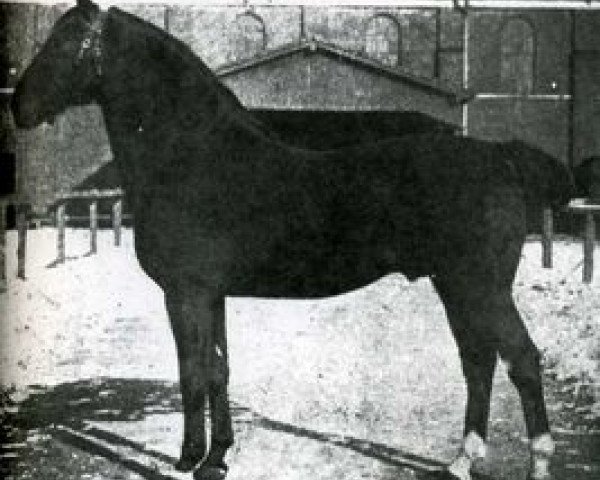 stallion Tobias (Holsteiner, 1904, from Achill 1265)