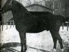 stallion Tobias (Holsteiner, 1904, from Achill 1265)