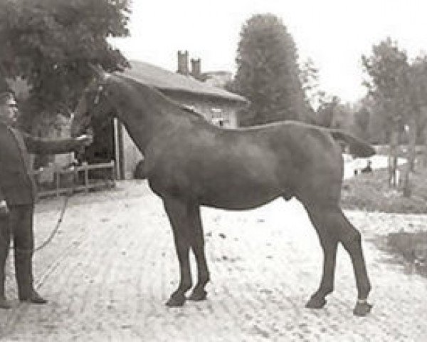 stallion Favorit (Holsteiner, 1914, from Tobias)