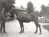 stallion Favorit (Holsteiner, 1914, from Tobias)