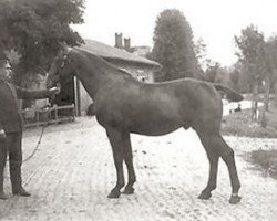 stallion Favorit 2449 (Holsteiner, 1914, from Tobias 2161)