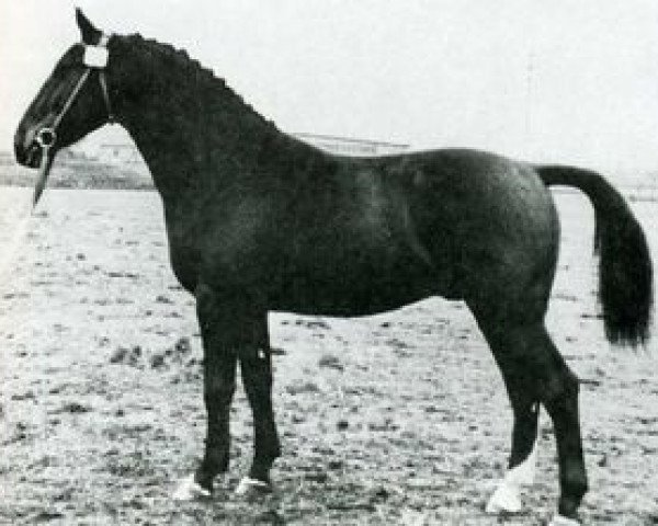 Pferd Fanatiker 3219 (Holsteiner, 1940, von Fanal)