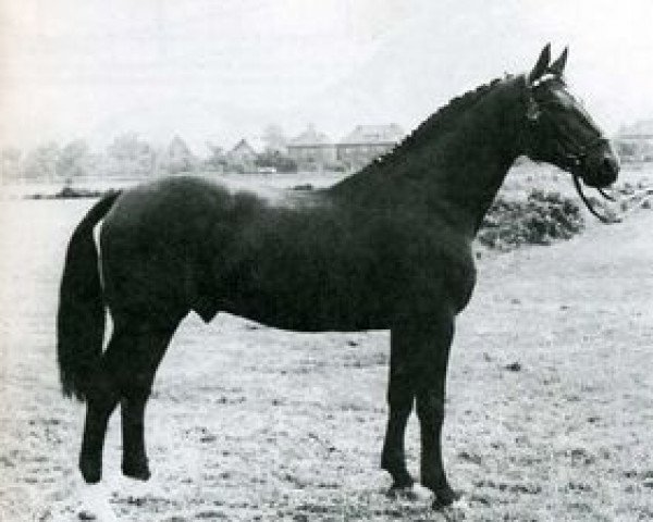 stallion Faehnrich (Holsteiner, 1953, from Fachmann)