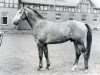 stallion Fantus (Holsteiner, 1964, from Farnese 3804)