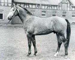 stallion Fantus (Holsteiner, 1964, from Farnese 3804)