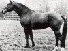 horse Isidor (Holsteiner, 1972, from Metellus)