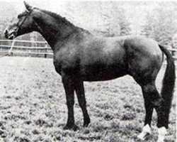 broodmare Isidor (Holsteiner, 1972, from Metellus)