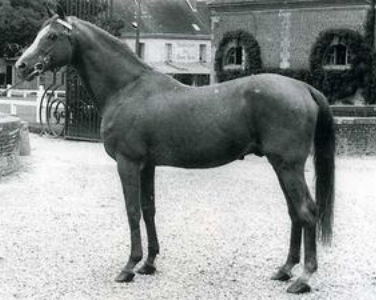 Deckhengst Foxlight xx (Englisches Vollblut, 1935, von Foxhunter xx)