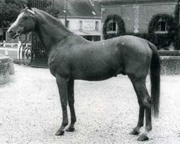 horse Foxlight xx (Thoroughbred, 1935, from Foxhunter xx)