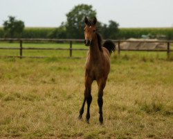 Springpferd Stute von Sandro Junior / Lasino (Holsteiner, 2021, von Sandro Junior)