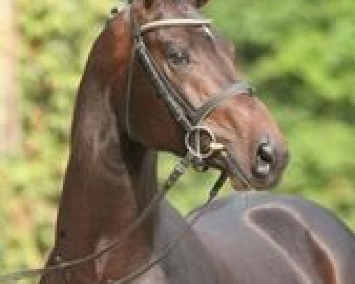 stallion Cosmo-Pilot (Westphalian, 2002, from Co-Pilot)