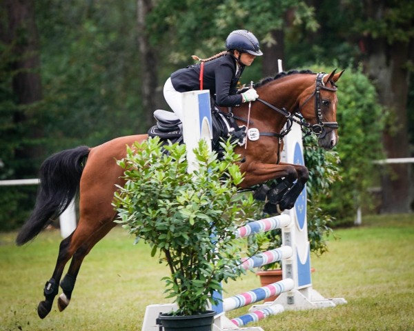 jumper Hope Angel Fly (German Riding Pony, 2016, from AMD Mr. Hobbs)