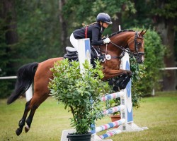 Springpferd Hope Angel Fly (Deutsches Reitpony, 2016, von AMD Mr. Hobbs)