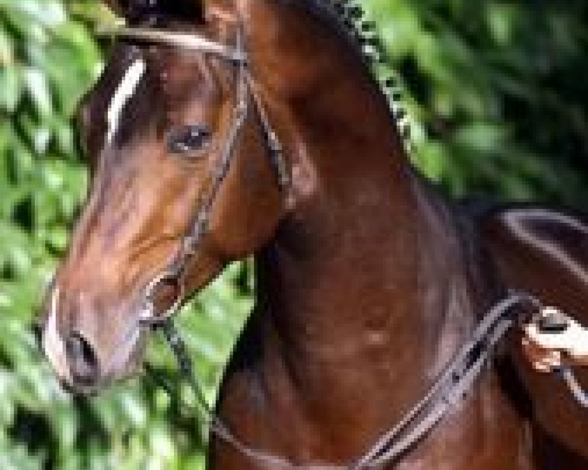 stallion Lebenskünstler (Rhinelander, 2000, from Lancer II)
