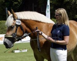 broodmare Enya (Rhenish-German Cold-Blood, 2007, from Erlander)