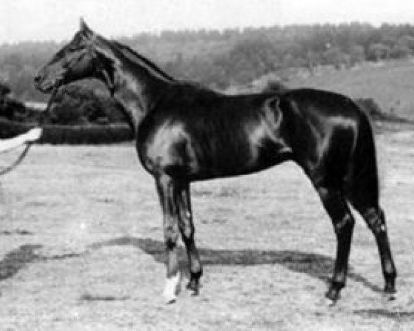 stallion Polymelus xx (Thoroughbred, 1902, from Cyllene xx)