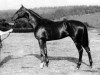 Pferd Polymelus xx (Englisches Vollblut, 1902, von Cyllene xx)
