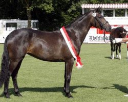 broodmare Romy (Westphalian, 2007, from Rock Forever NRW)