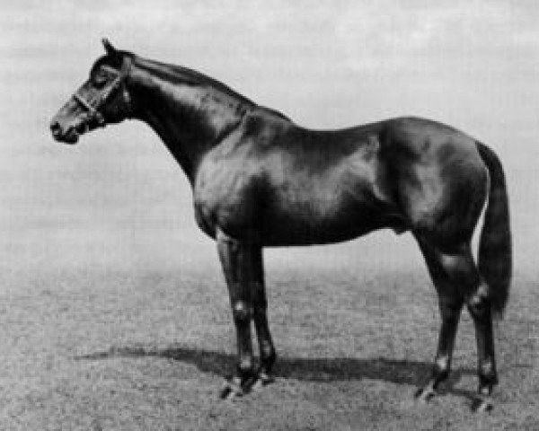 horse Pharos xx (Thoroughbred, 1920, from Phalaris xx)
