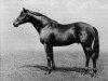 stallion Pharos xx (Thoroughbred, 1920, from Phalaris xx)